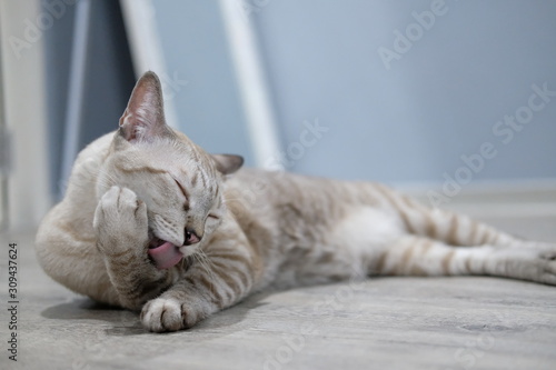 The cat licking hairy on the floor. © BPhoto