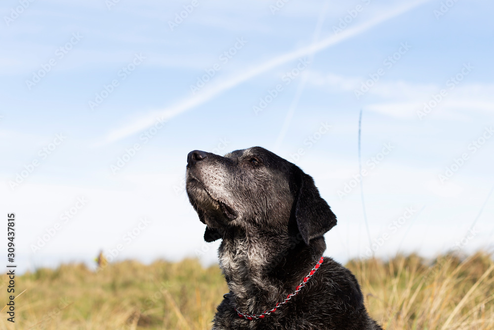 Portrait of large, senior, mixed breed dog on beach