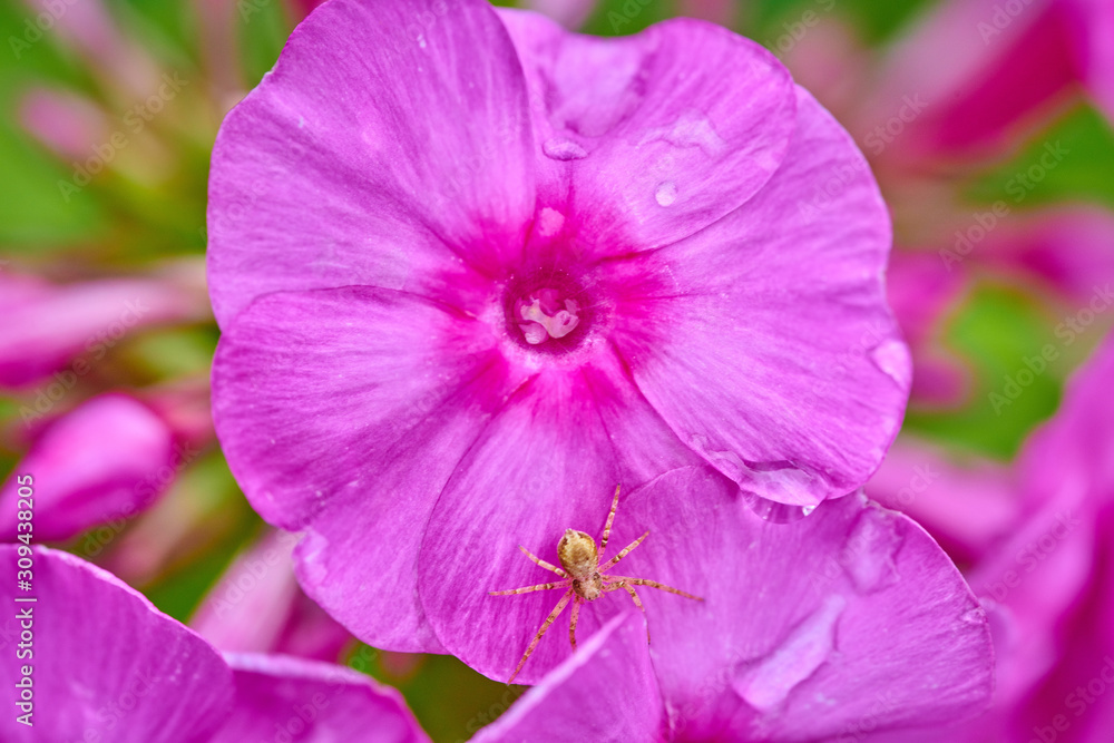 Pink purple phlox flower in macro shot with raindrops Pink purple phlox flower in macro shot with raindrops