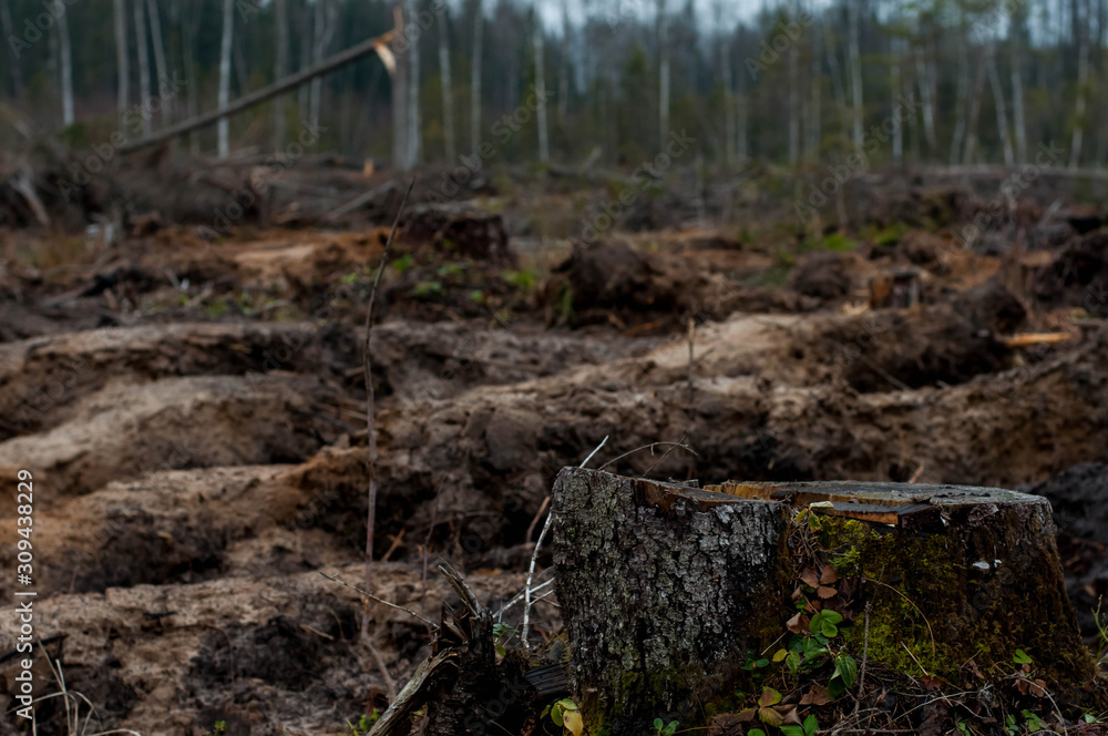 deforestation. residues from the forest. environmental disaster and problem deforestation. residues from the forest. environmental disaster and problem
