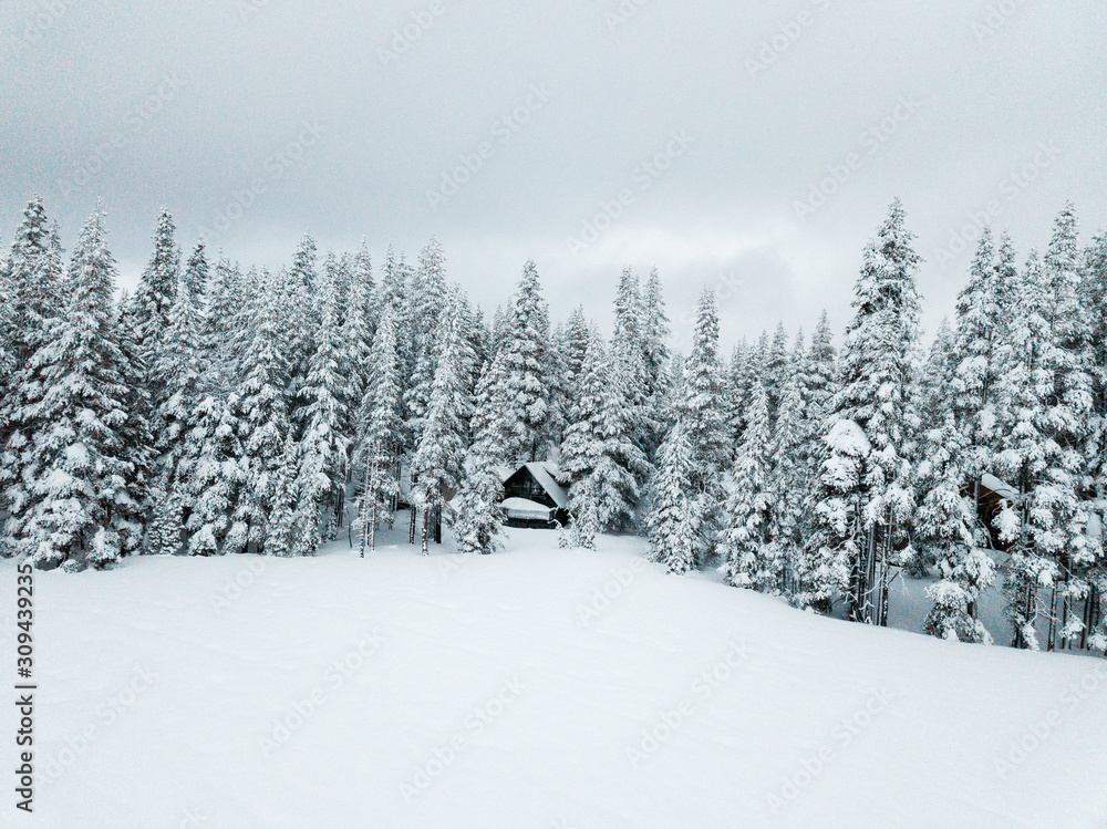 Snowy trees on a cold winter morning on a frozen lake covered in snow. Snowy trees on a cold winter morning on a frozen lake covered in snow.