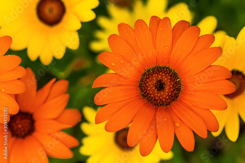 orange flowers on a black background