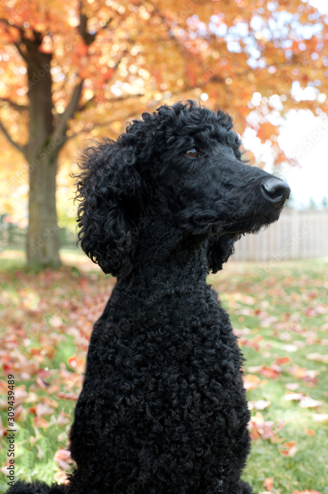 Black standard Poodle