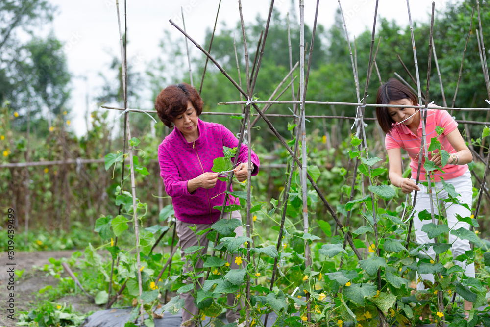 Senior asian woman working in the garden Senior asian woman working in the garden