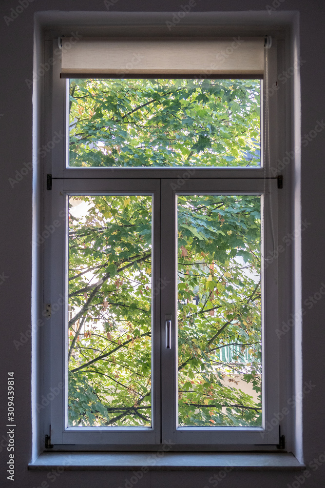 Tree growing in front of a window Tree growing in front of a window
