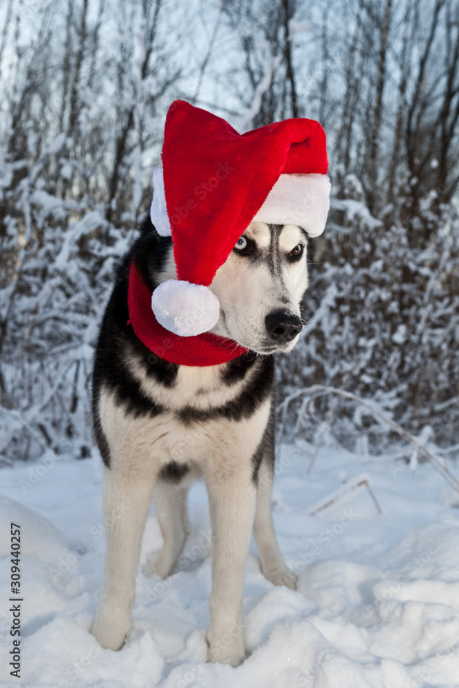 Dog breed Siberian Husky in cap Santa Claus and red scarf in winter forest Dog breed Siberian Husky in cap Santa Claus and red scarf in winter forest