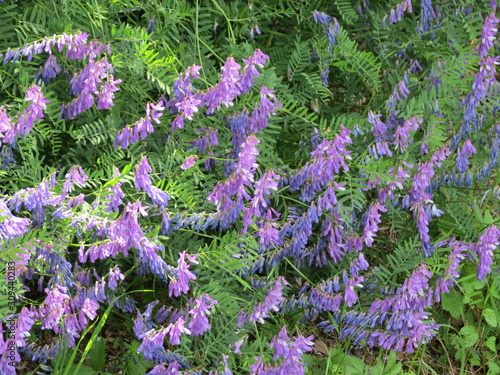 Fotografia Hairy vetch purple flowers