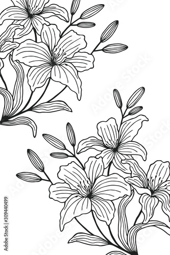 Fototapeta Naklejka Na Ścianę i Meble -  Lily flowers, frame. eps10 vector illustration. hand drawing