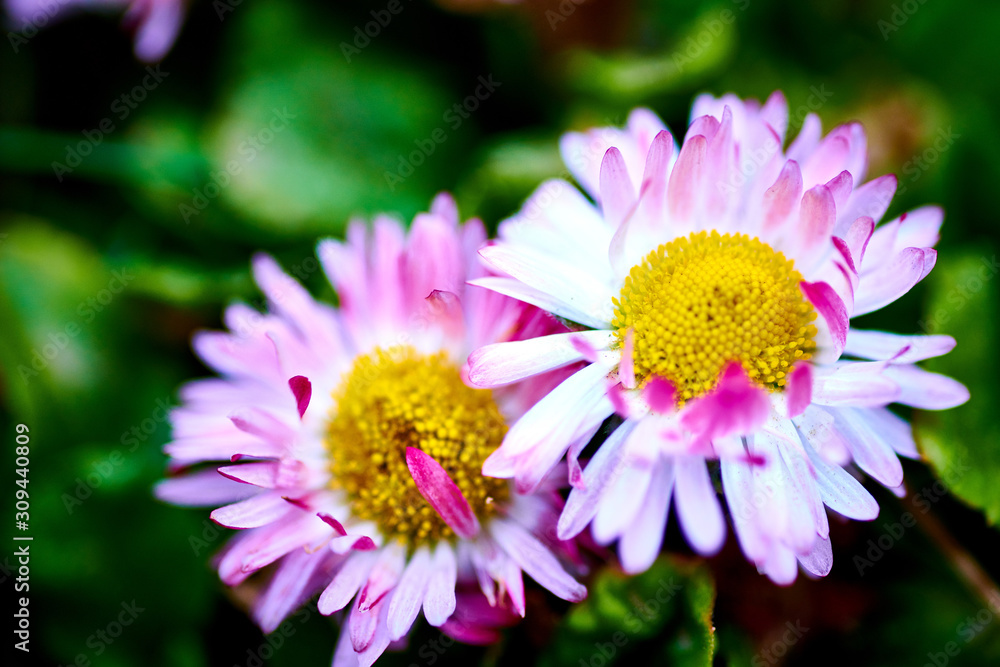 Pink purple big daisy flower on a green background in macro Pink purple big daisy flower on a green background in macro
