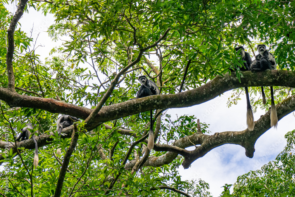 Fototapeta premium Black and white colobus monkey, Entebbe, Uganda