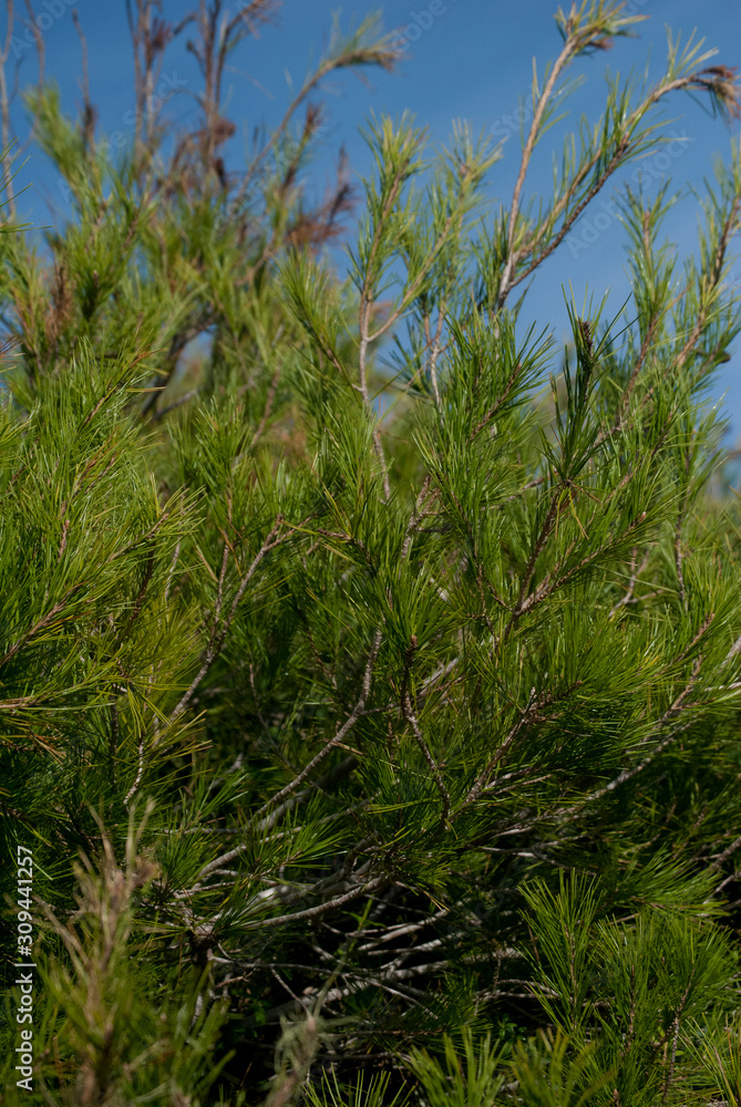 Ramas de pino adornando las vistas al azul cielo Ramas de pino adornando las vistas al azul cielo