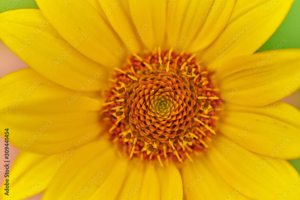 Yellow big daisy on a green background in macro Yellow big daisy on a green background in macro