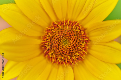 Yellow big daisy on a green background in macro