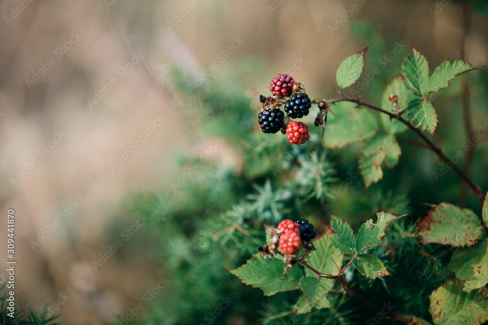 Red wild berries in the forest. Uncultivated blackberries Red wild berries in the forest. Uncultivated blackberries