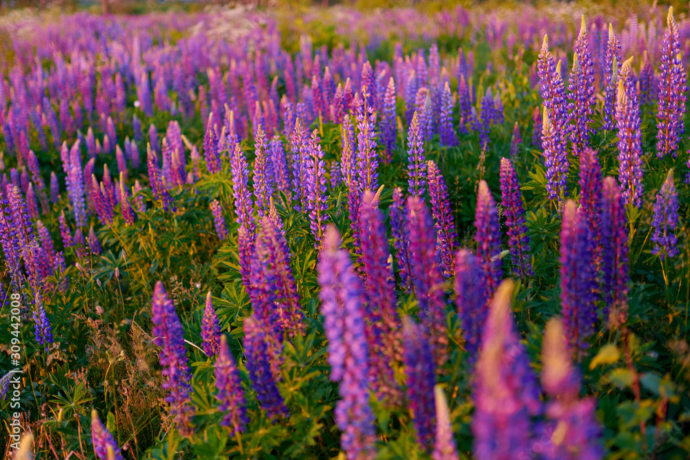 Obraz premium Purple summer lupine flowers on a green meadow in a forest at sunset
