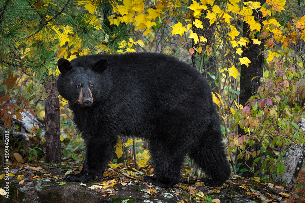 Black Bear (Ursus americanus) Turns Atop Rock Autumn