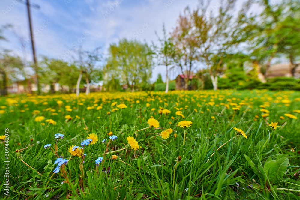 Fototapeta Spring European garden with flowering trees lawn, green grass