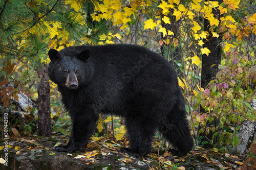 Konstfotografi Black Bear (Ursus americanus) Turns Atop Rock Autumn