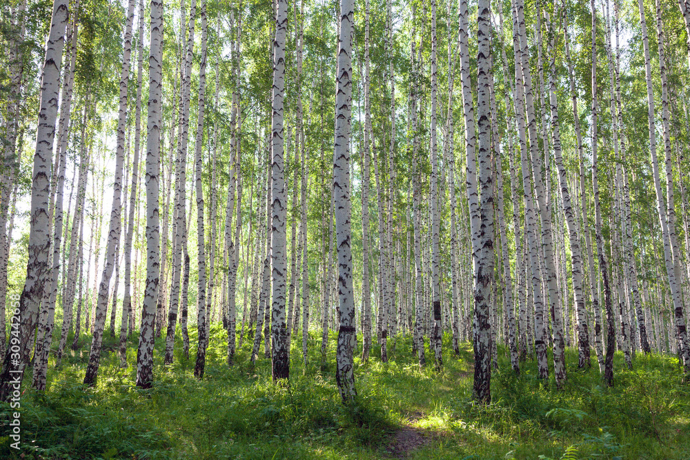 Fototapeta premium Piękny brzozowy las latem