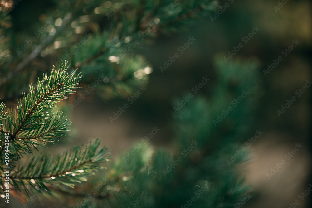 Detail of a pine tree branch. Christmas tree in nature.
