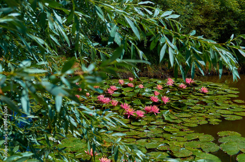 Fototapeta Pink aquatic lotus flowers in a river with green leaves