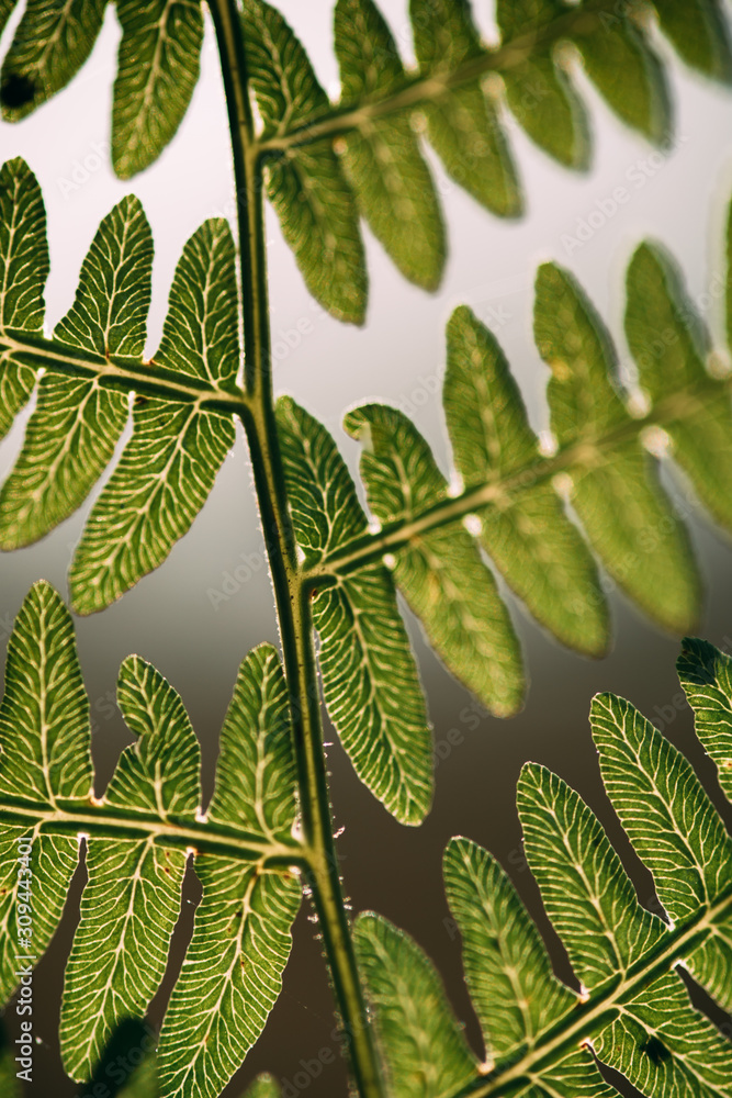 Detail of a fern tree leaf with bright light in background. Exotic pattern. Detail of a fern tree leaf with bright light in background. Exotic pattern.
