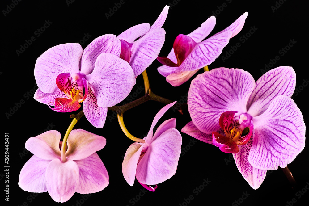 Pink purple orchid on black background Pink purple orchid on black background