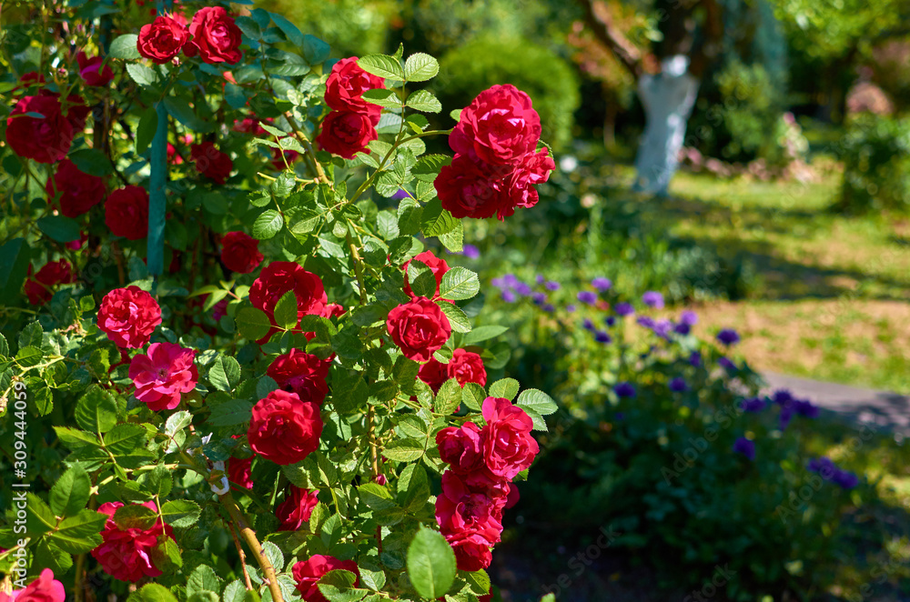 Pink red rose flowers in a summer garden on a sunny day Pink red rose flowers in a summer garden on a sunny day