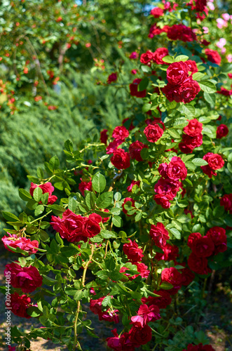 Pink red rose flowers in a summer garden on a sunny day