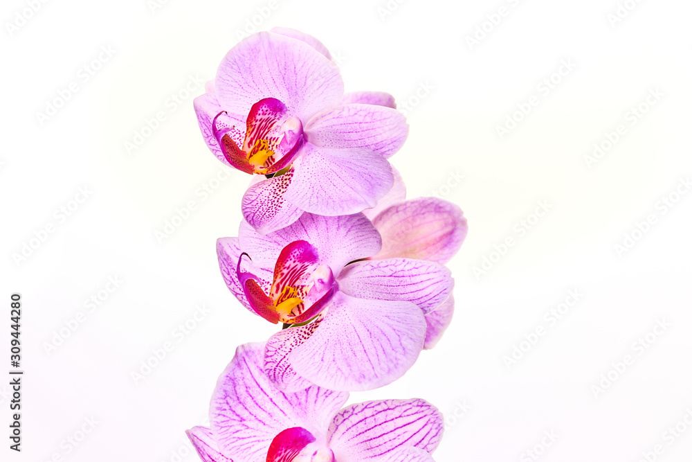 Pink purple orchid on a bright white background macro Pink purple orchid on a bright white background macro