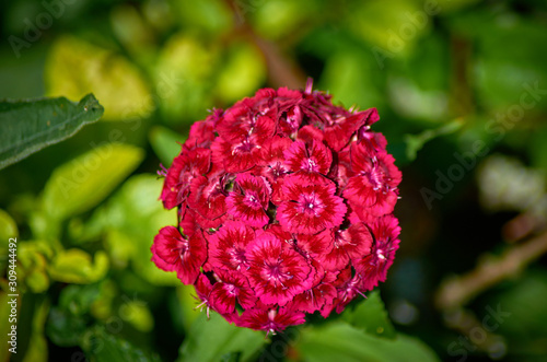 Pink red carnation in a European garden in summer