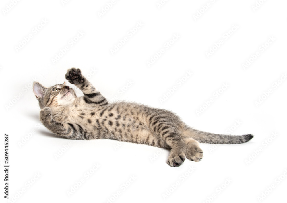 Fototapeta premium Tabby kitten laying down on white