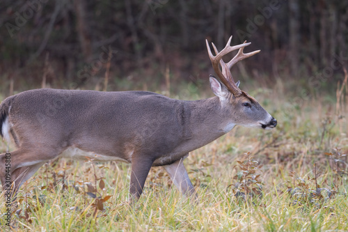 Large whitetailed deer buck