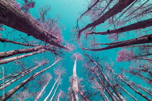 Photography Florida Cypress Trees in Infrared