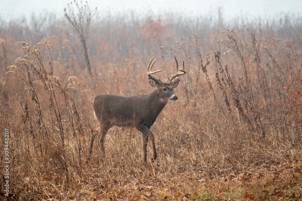 Fototapeta premium Large whitetailed deer buck