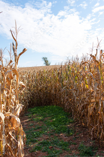 Vertical, portrait orientation of corn stalks which are part of a corn maze taken during the autumn. Shot taken in Viriginia, United States photo