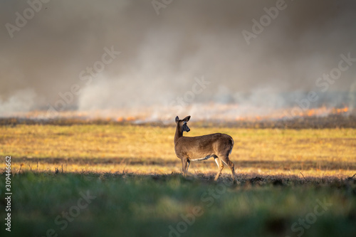 Slika na platnu white-tailed deer doe in forest fire