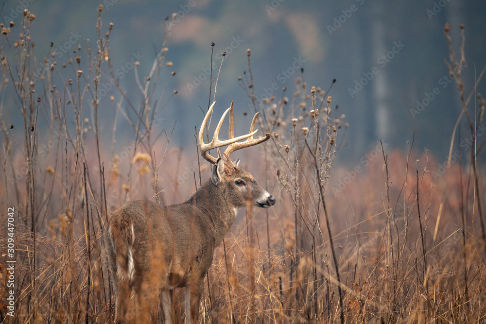Large whitetailed deer buck