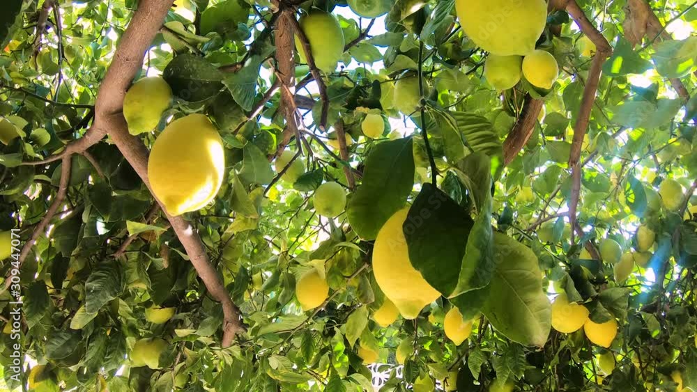 Ripe lemons hanging on a lemon tree. Yellow lemons grow on a tree in the garden. Sun in shining though the branch
