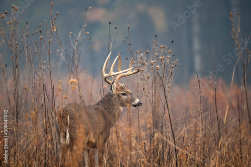 Fotobehang Large whitetailed deer buck