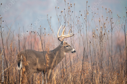Papier peint Large whitetailed deer buck