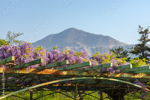 View of Mount Buko or Buko-zan with beautiful full bloom of Purple pink Wisteria blossom trees trellis flowers in springtime sunny day, Chichibu city, Saitama Prefecture, Japan photo