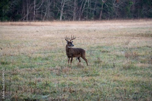 Large whitetailed deer buck