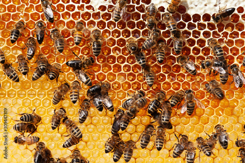 Bees working in hive filling honeycombs photo