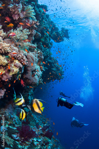 Group of divers exploring beautiful coral reef. photo