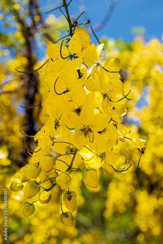 autumn leaves on tree