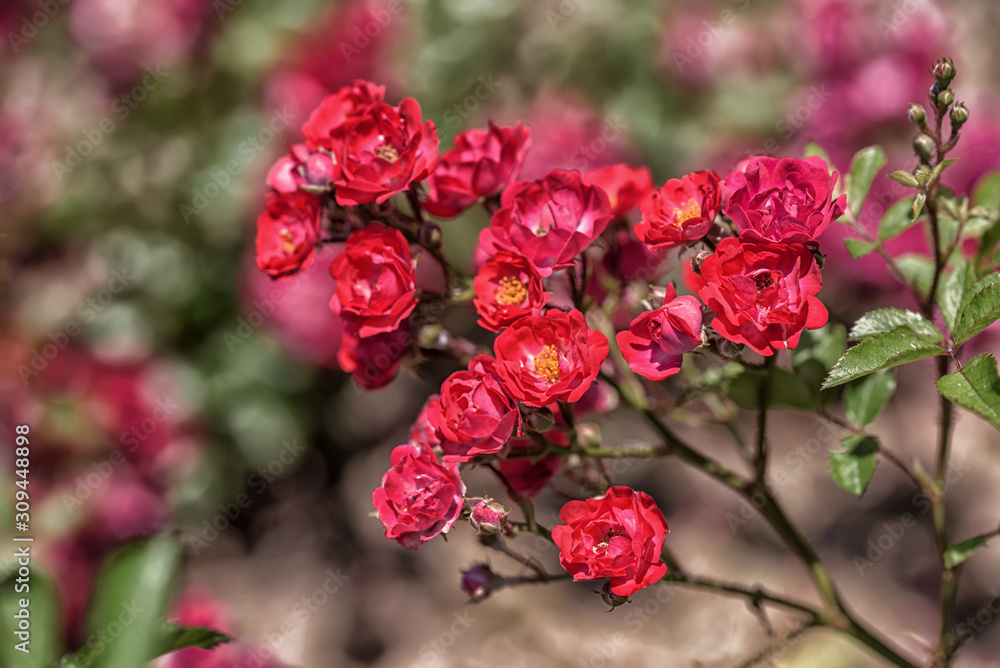 Pink blooming rose flowers in bush in green summer garden Pink blooming rose flowers in bush in green summer garden