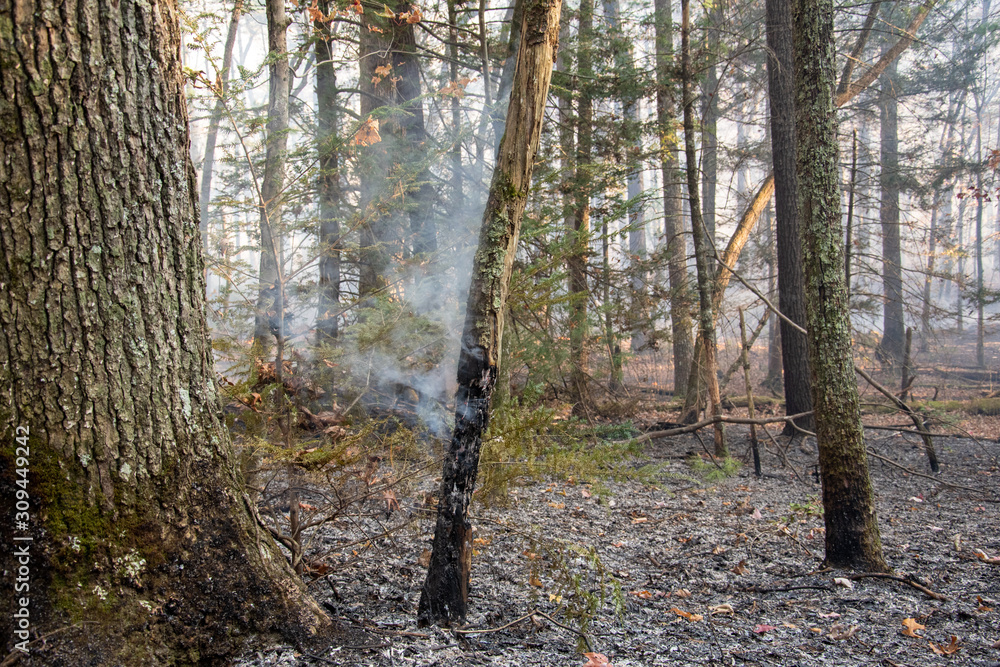Fototapeta premium Smoke after forest fire