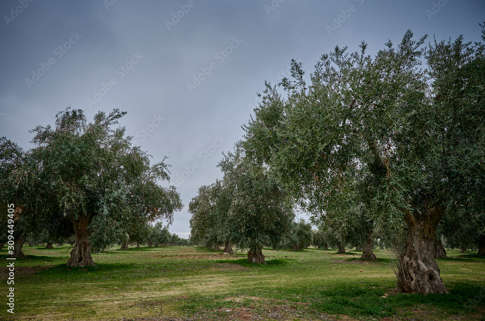 Olive grove of picual olives in Spain before harvesting in winter. Olive grove of picual olives in Spain before harvesting in winter.