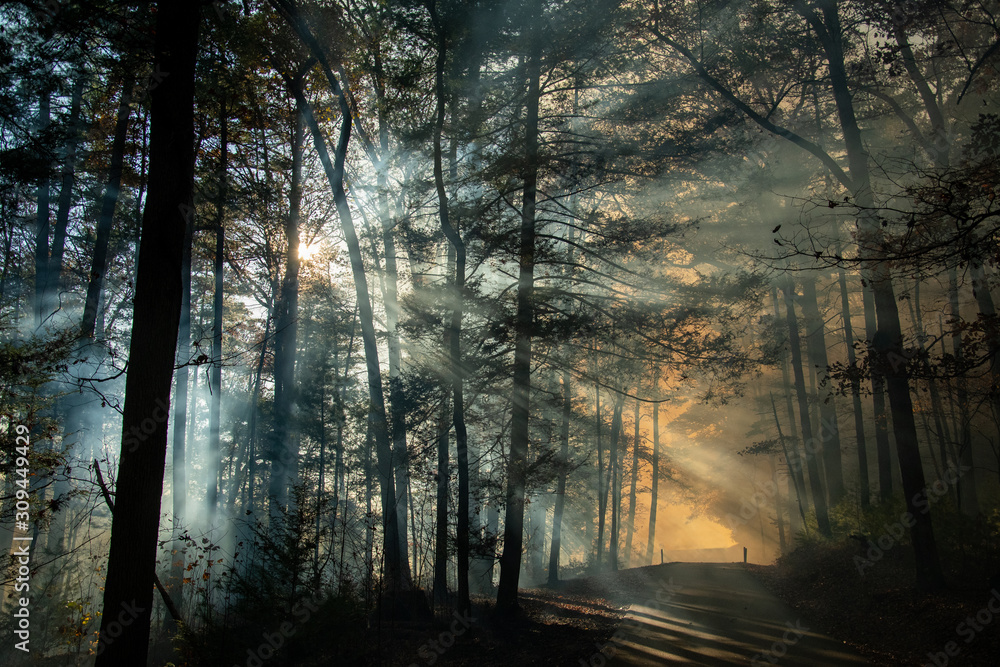 Smoke after forest fire